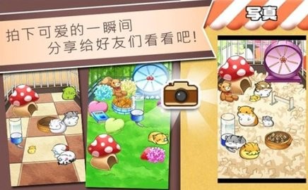仓鼠的日常生活