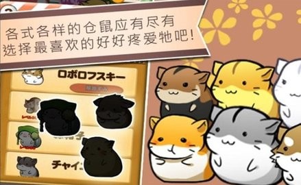仓鼠的日常生活