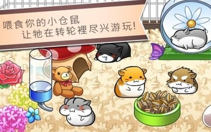 仓鼠的日常生活